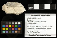 Foto (Objekt + Etiketten) von Coelopus sp. 